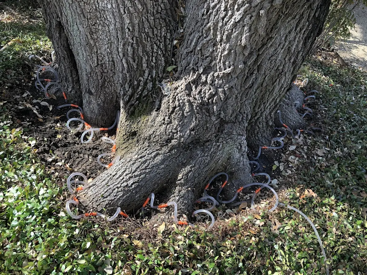 Detailed Shrub and Hedge Trimming job site in East Otis